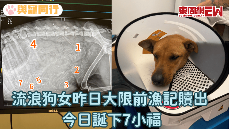 流浪狗的日常—寻找温暖与食物的旅程