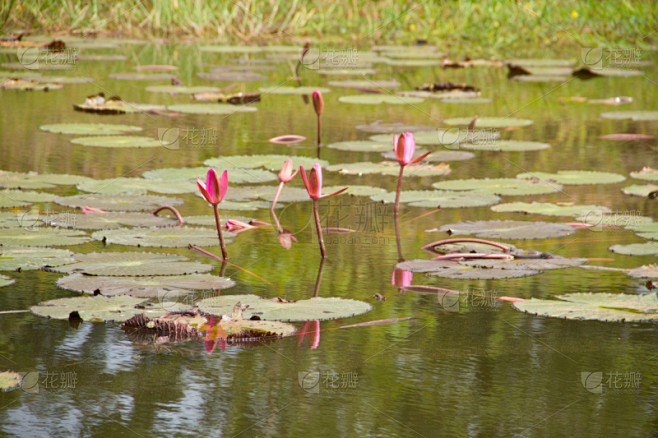 夏日里的秘密花园…