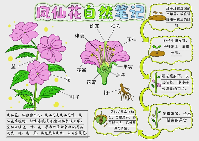 那个“小猪耳朵”是怎么出来的？——凤仙花观察记