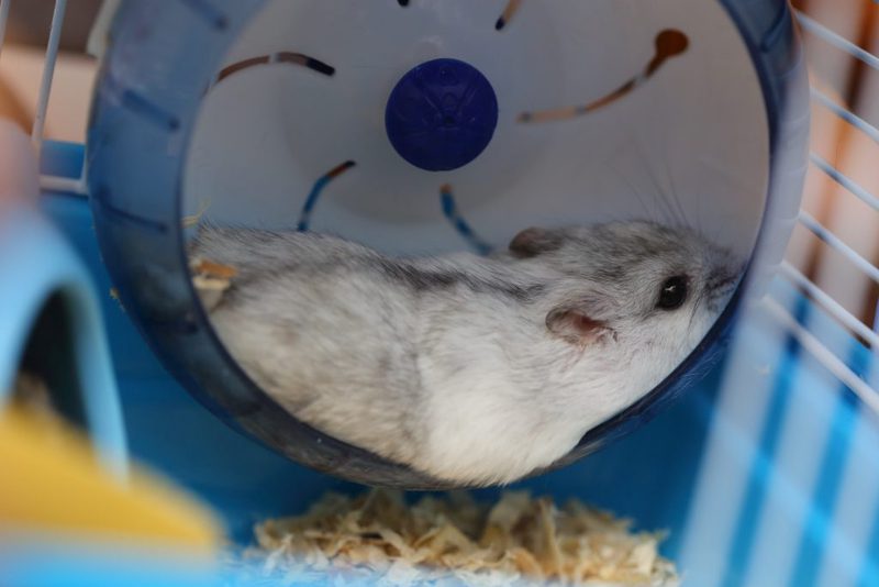 仓鼠的那些事儿… 仓鼠的那些事儿…