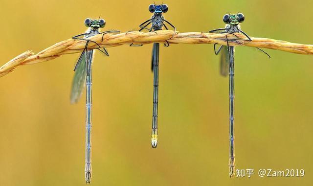 夏天的蜻蜓，夏天的我！