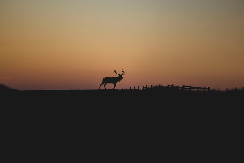 小鹿历险记：被暴雨困住的森林早晨