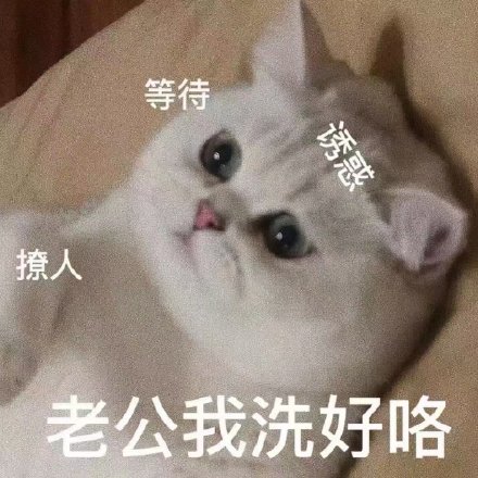 猫狗情话—彼此是生命里最特别的存在