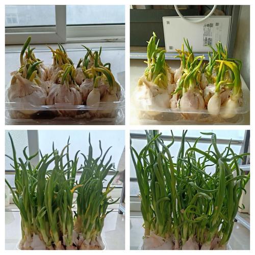 蒜苗的第三天—它终于冒头了