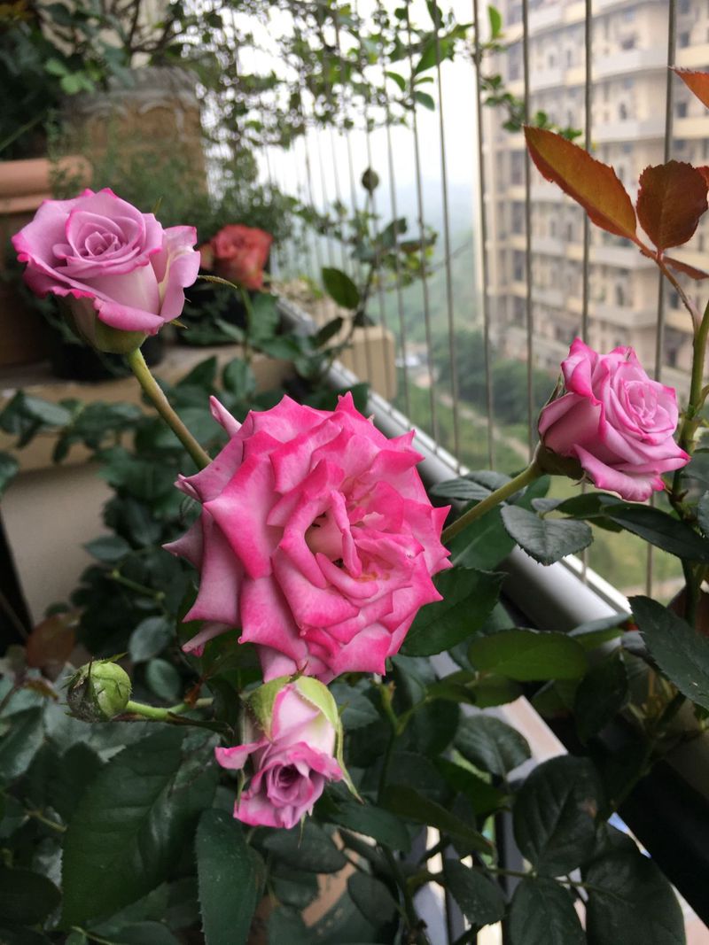 遇见那抹红：—美丽的玫瑰花日记