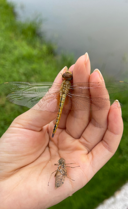 仙人球又长高了，我却开始焦虑了？