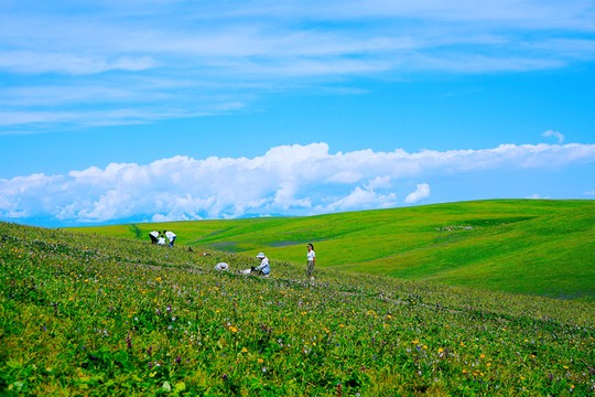 阳光下的树叶，我的小确幸？