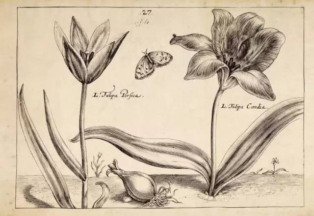 绿意渐浓的午后？