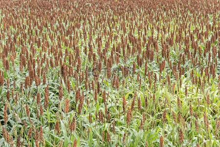 高粱地里的童年回忆？