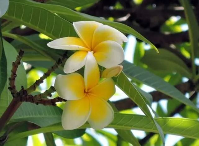 鸡蛋花的秘密花园！
