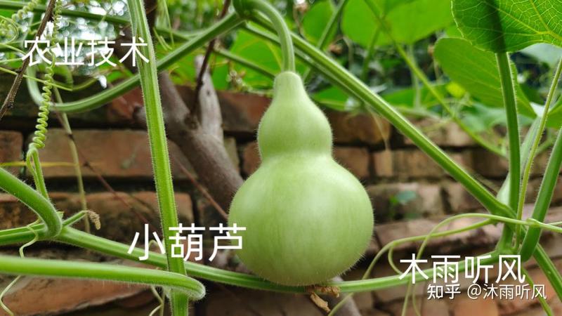 葫芦苗破土而出，我的种植日记开始啦！