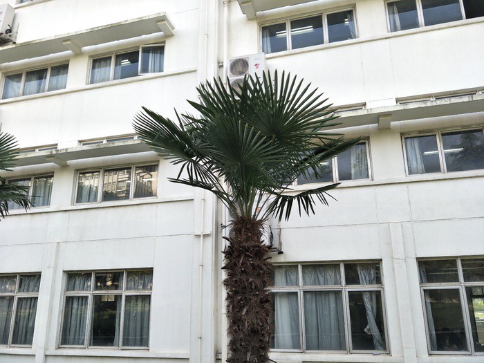 樱花树下的那场雨…