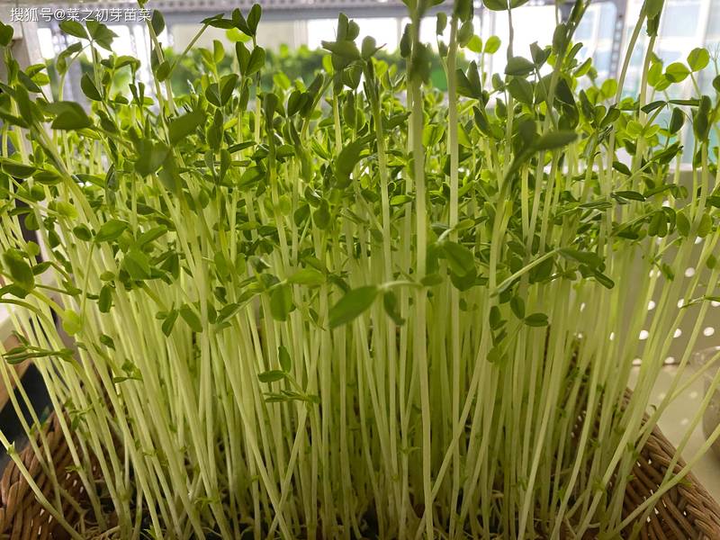 菜园里长出的绿意，比春天还早？