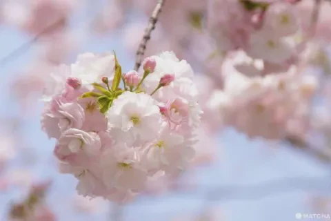 二年级看樱花日记？