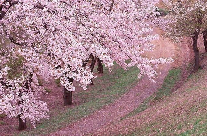 樱花树下，我听见了她没说完的话…