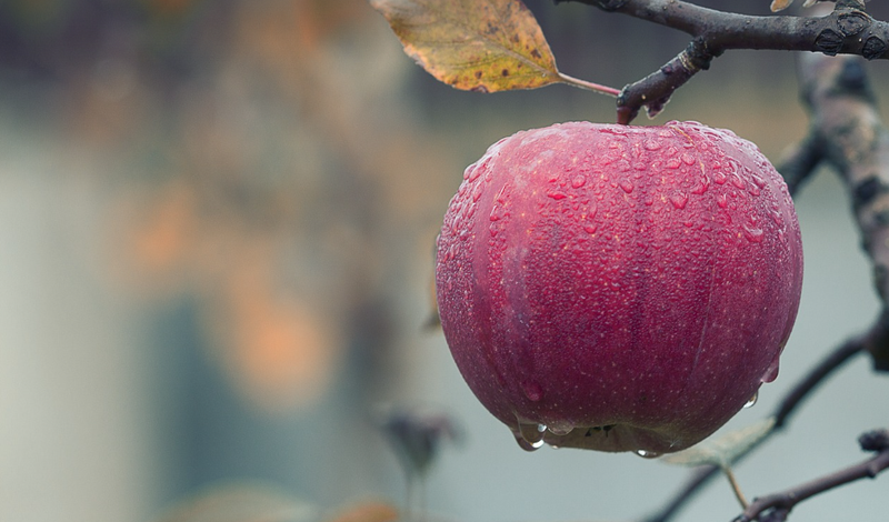 那块藏在柜子深处的黑巧克力