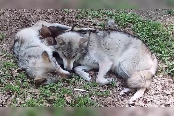 我家的狼狗日记? 我家的狼狗日记?