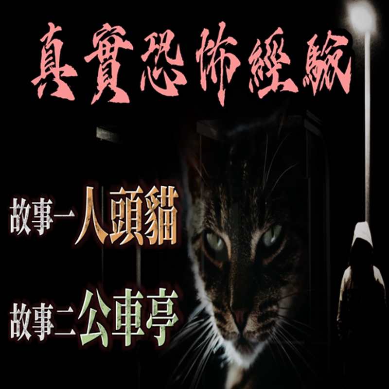 深夜的猫影