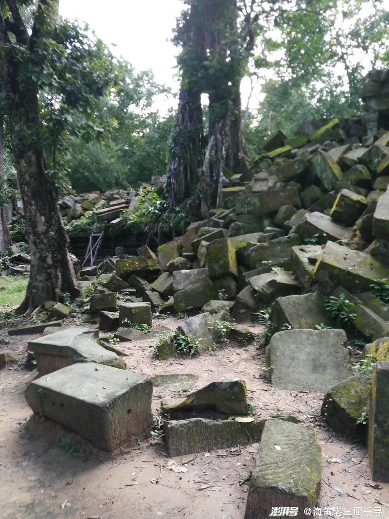 蚂蚁的搬家奇遇记 蚂蚁的搬家奇遇记