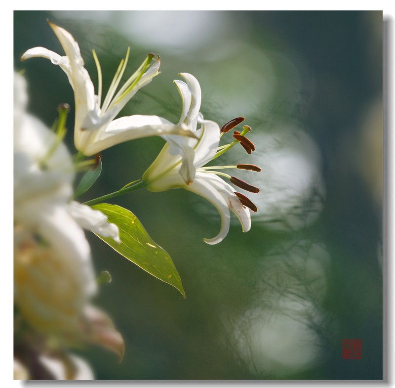 百合花的科学探索之旅