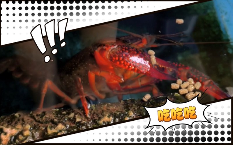 今天吃了大额的龙虾，但其实……