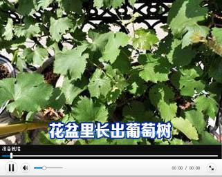 葡萄树下的时光沉淀 葡萄树下的时光沉淀