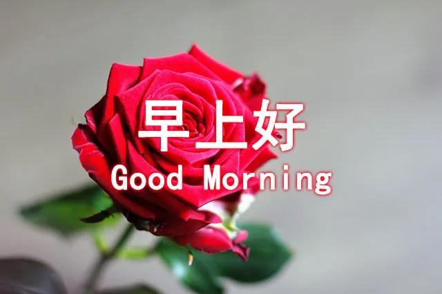 粽叶飘香时，我的心在你身边？