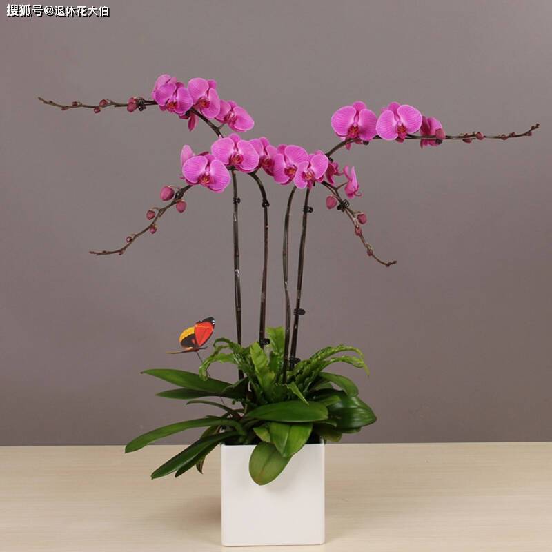 蝴蝶兰养殖日记—花期里的小确幸 蝴蝶兰养殖日记—花期里的小确幸