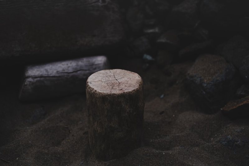 石榴树日记—夏日的见证者