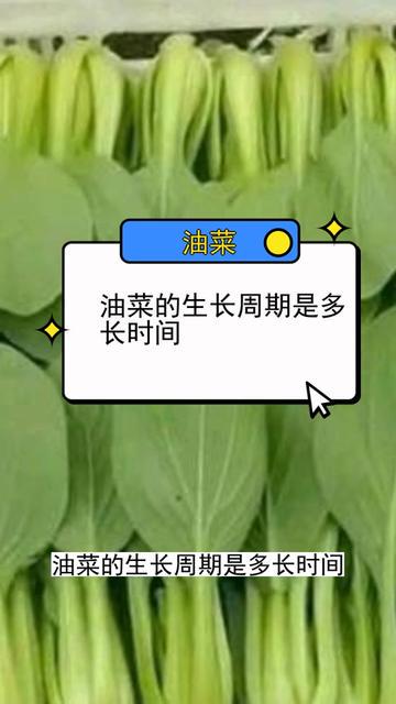 小油菜的逆袭—从种子到绿油油的希望 小油菜的逆袭—从种子到绿油油的希望