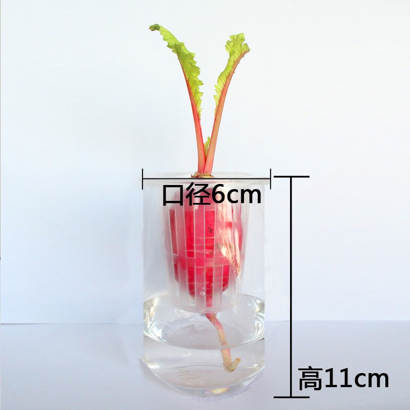 水培蔬菜日记丨成长的奇迹与期待