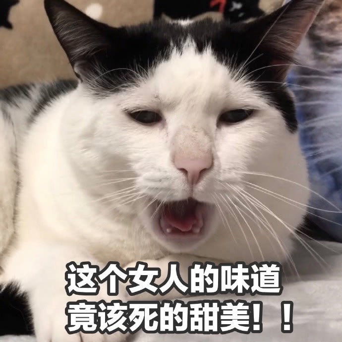 迟到的情话猫·那些藏在时光里的温柔