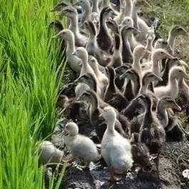 小区池塘里的鸭子奇观… 小区池塘里的鸭子奇观…