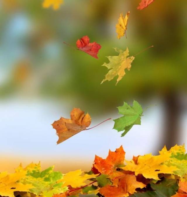 落叶在脚边跳舞的那天？
