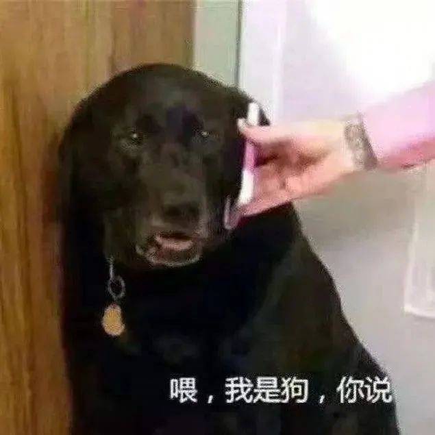 情话喂狗，爱意满溢丨—温馨情话大盘点
