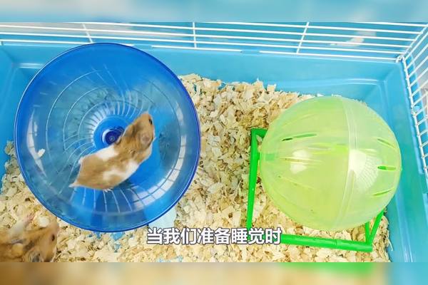 小仓鼠观察日记？