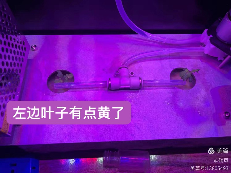 阳台上的红色小灯泡｜我的西红柿观察记