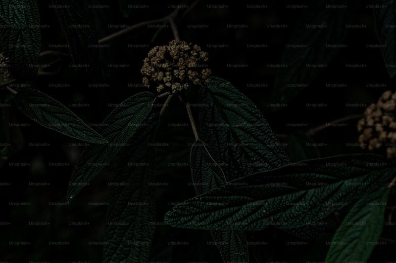 绿叶日记·我的植物朋友