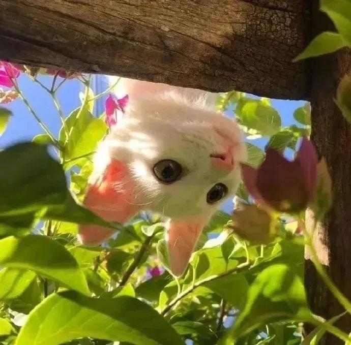 夜色温柔时，我想对你说晚安…