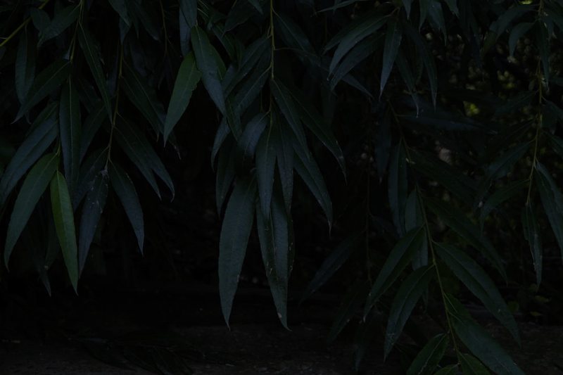 时光的旋律，只为你轻奏…