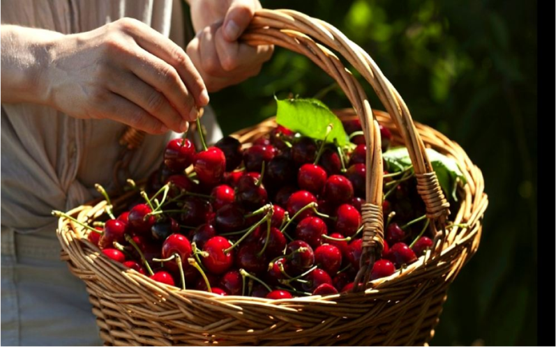 今天，我终于摘到了会“笑”的樱桃？