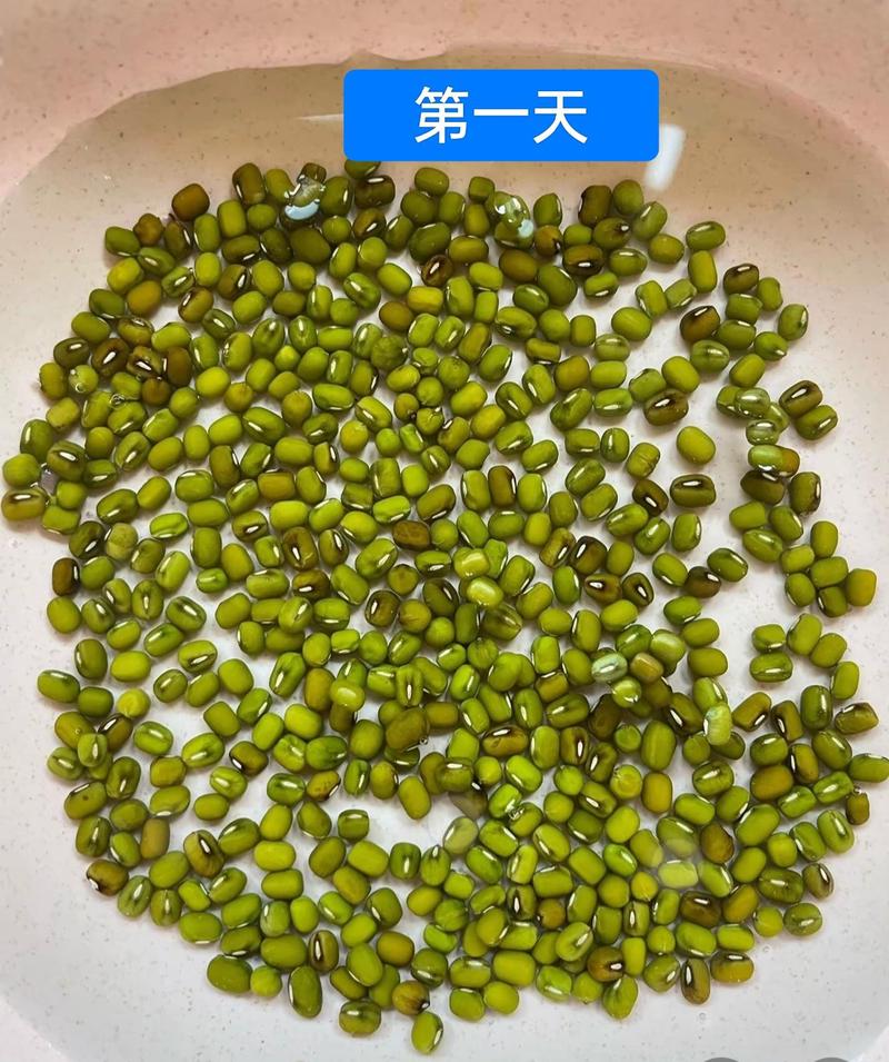 豆芽成长记·一次简单的实验