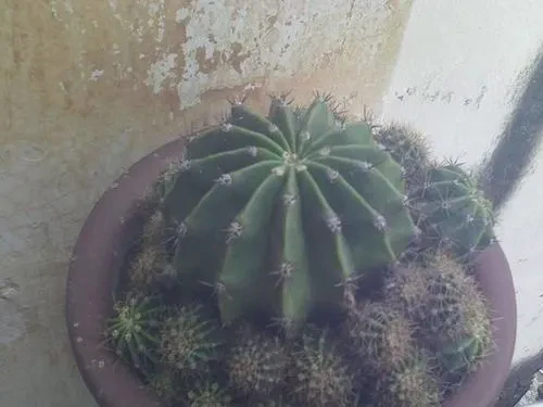 绿洲中的守望者丨仙人球的生长日记 绿洲中的守望者丨仙人球的生长日记