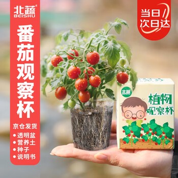 西红柿的奇妙旅程…