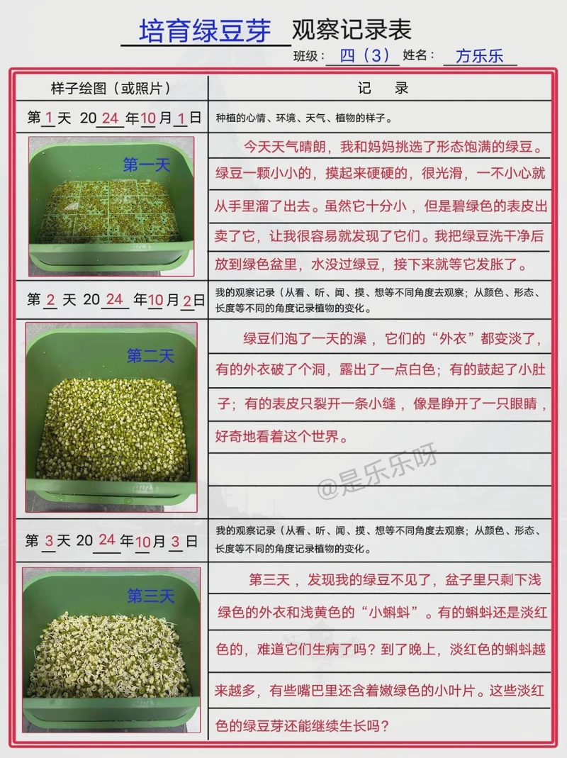 豆芽的生长日记丨从种子到绿芽的奇妙旅程