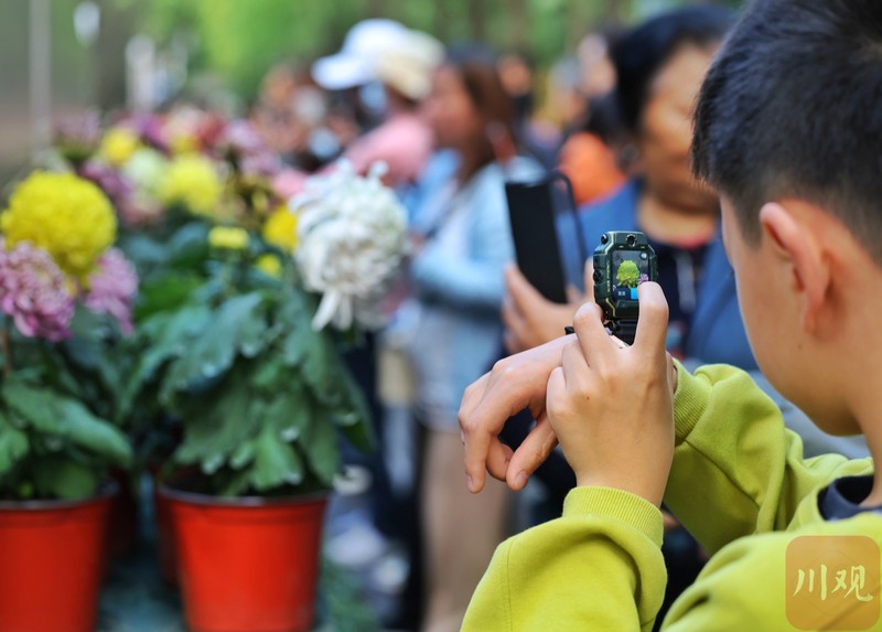 阳台上的那抹金黄·关于菊花的观察日记 阳台上的那抹金黄·关于菊花的观察日记