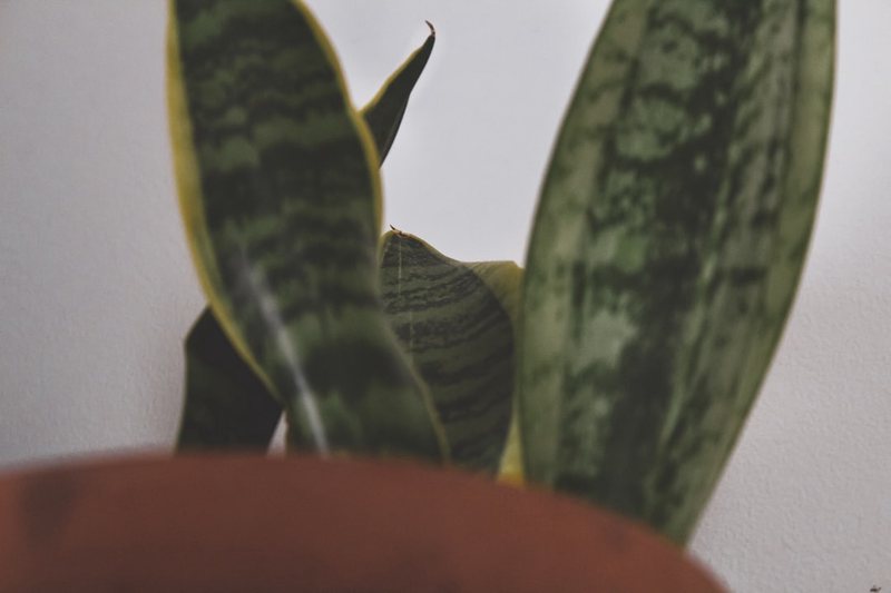 今天我种下了一颗会打僵尸的豌豆！