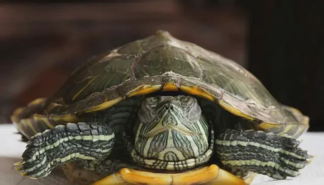 那个缩头缩脑的家伙,今天又干嘛了? 那个缩头缩脑的家伙,今天又干嘛了?