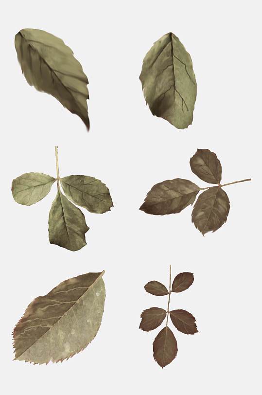 楼下那棵老槐树，怎么突然会说话了？