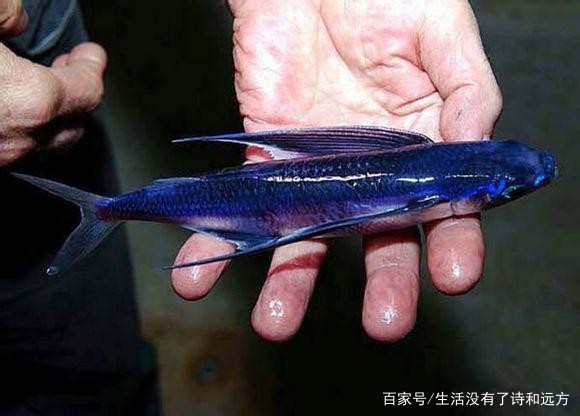 海边的奇幻相遇｜飞鱼和鸟